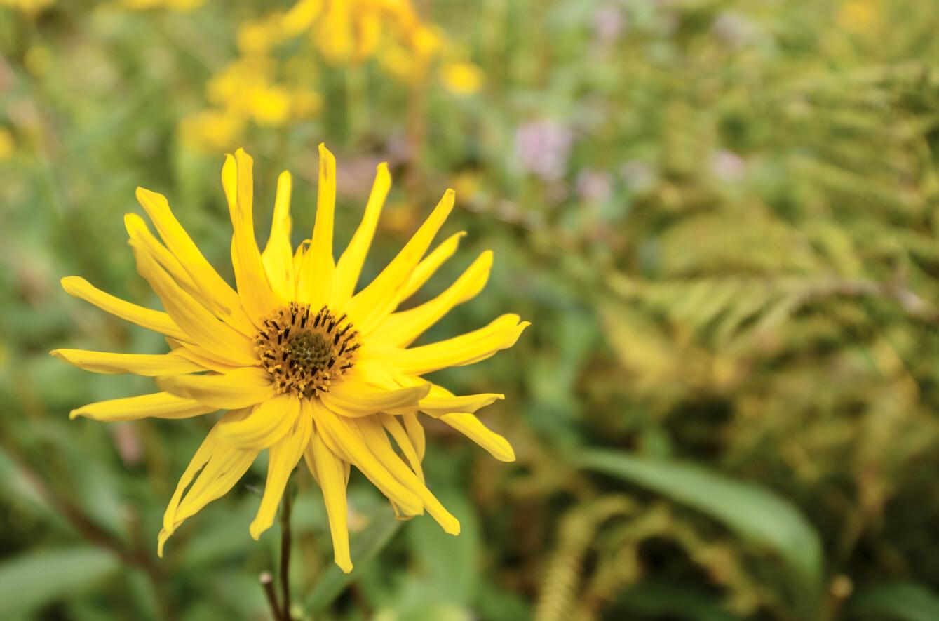 Bassett Terrace, Llanelli, SA15 4DY